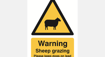 sheep-grazing